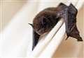 100 bats delay £3.1m park makeover