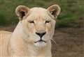 Shock as 'beloved' white lion dies suddenly