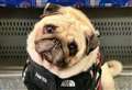 Tik Tok famous pug recovering from ear surgery