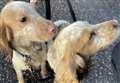 Adorable lost spaniels found wandering in field 