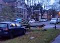 Collapsed tree falls in road