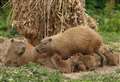 Baby boom at wildlife park