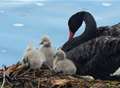 Cygnets and ducklings hatch in warm winter