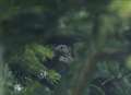 Dove abandons Christmas tree nest