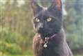 Cat found dead beneath bonnet 30 miles from home