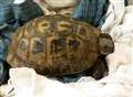 Torty the Tortoise plots great escape