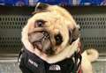 Pug internet sensation brings happiness to self-isolators