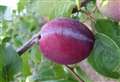 Plum set to taste success