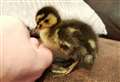 Ducklings found on shopping centre roof