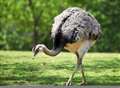 Big flightless bird on the loose