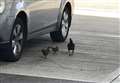 Stray chickens cause closure of M25 petrol station