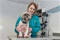 Life-saving surgery needed for Shih Tzu that swallowed lamb bone