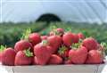 Bumper crop of Kent strawberries expected