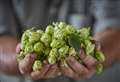 Celebrating the county's hop crop