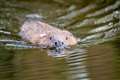 Beavers make themselves at home on Exmoor estate