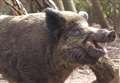 Culling laws for Kent's wild boar 'could save the species'