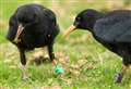 Rare birds soar over Kent coast for first time in 200 years