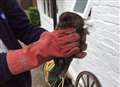 Owl rescued from wood burner 