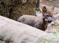 Shy wolf pups show faces