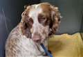 Injured dog 'thrown from car' walks again