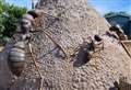 The bug garden where creepy crawlies rule