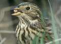 EU policy threat to farmland wildlife in county