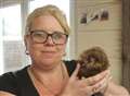 Hedgehog learns to walk again 