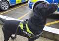 Sniffer dog uncovers drugs in underpants