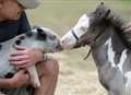 UK's smallest horse meets miniature friend