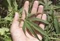 Cannabis found growing in bedroom