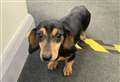 Sausage dog found on train tracks 