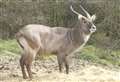 Antelopes shot dead after escaping from enclosure