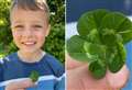 What a find! Boy, 7, discovers ultra rare five-leaf clover