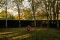 Tree cathedral planted as war memorial restored after ash dieback devastation