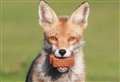 Fox's biscuits! Crafty critter snapped with mouth full of bourbons