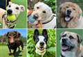 28 dogs in Kent desperate for a forever home