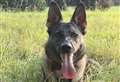 Police dog tracks scent to lead officers to suspects