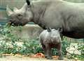 Animal park's new babies weigh in at 50lbs