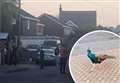 Police called after peacocks block busy road