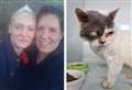 Couple’s joy as cat microchip idea becomes law