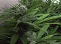 Sixty cannabis plants found by police