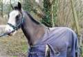 Horses seized on motorway