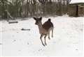 He's not Bambi on ice! 