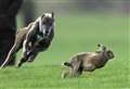 Man fined £400 in hare coursing sting