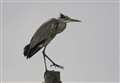 Fury as heron 'shot dead by poacher'