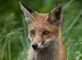 Golf club halts fox shooting after outcry