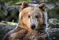 Beloved and unwell brown bear to undergo historic surgery