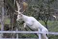 Rare white stag 'slaughtered by poachers'