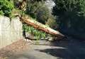 More trees brought down in high winds