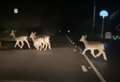 Stag night? Herd of deer cross road to check out Christmas lights